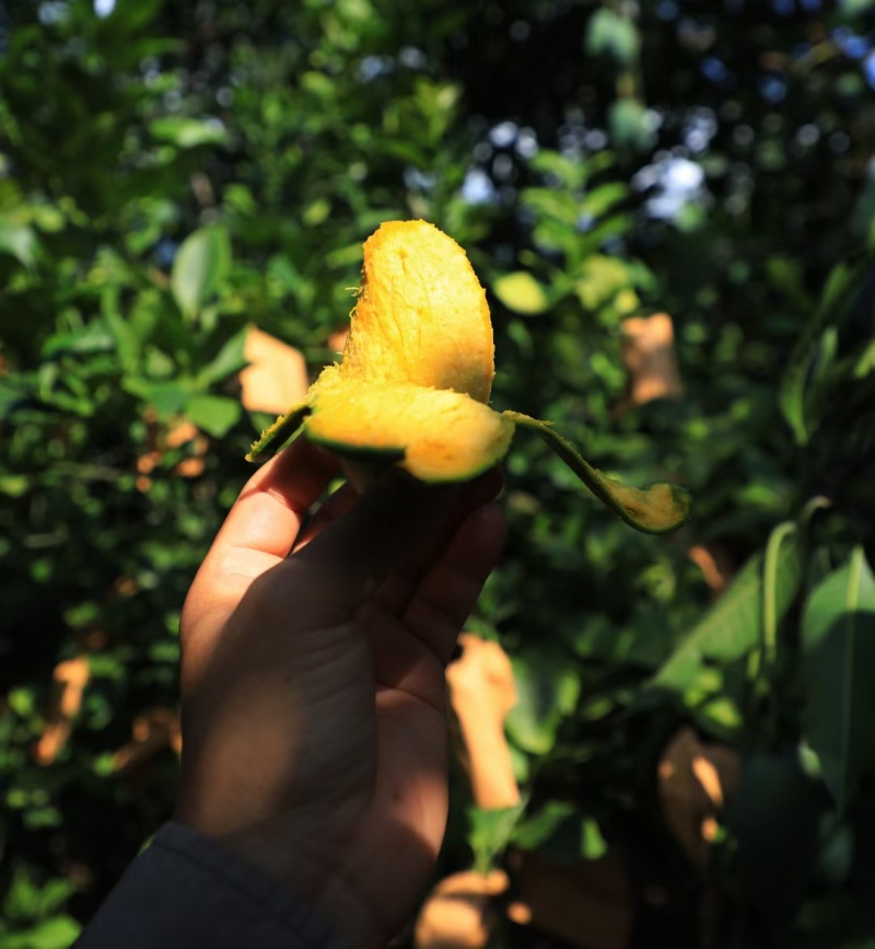 【小青芒】云南保山纯甜小青芒精品果