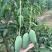 【小青芒】云南保山纯甜小青芒精品果