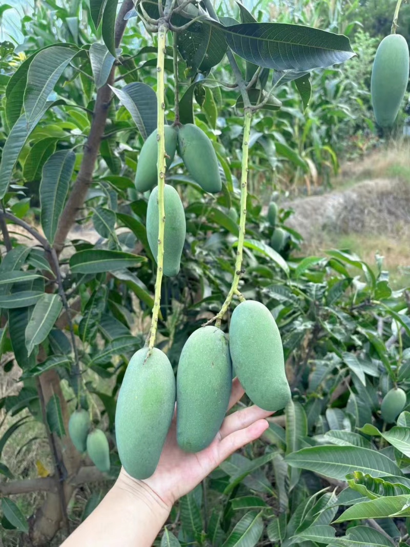 【小青芒】云南保山纯甜小青芒精品果