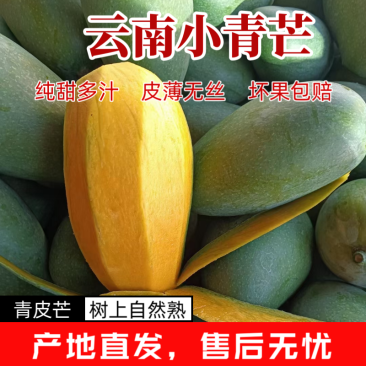 【小青芒】云南保山纯甜小青芒精品果