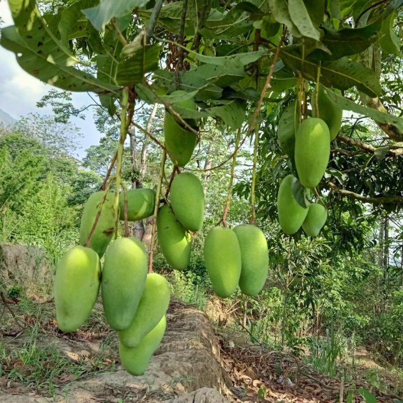 老树老品种芒果云南保山黄芒果酸甜可口