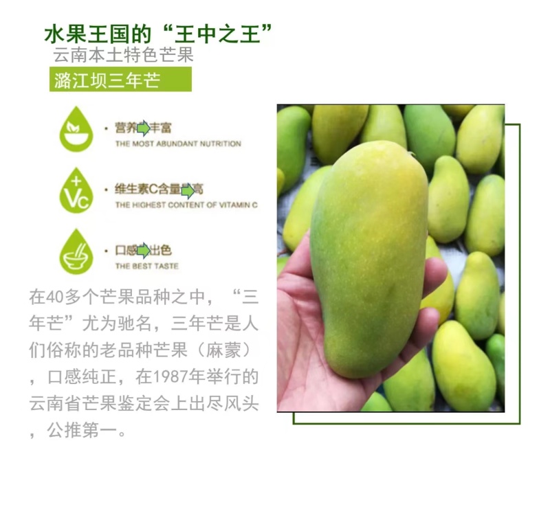 老树老品种芒果云南保山黄芒果酸甜可口