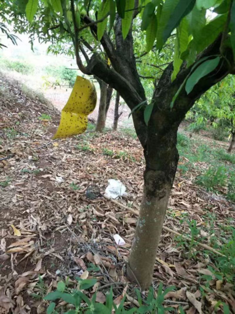 老树老品种芒果云南保山黄芒果酸甜可口