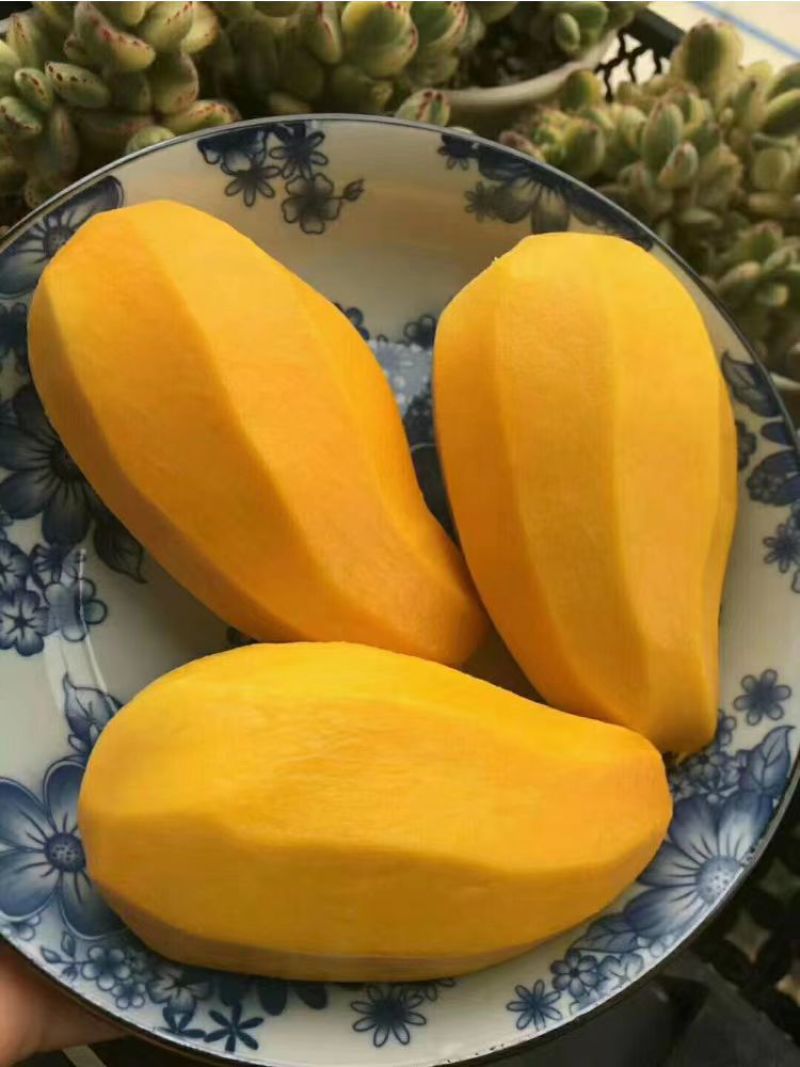 老树老品种芒果云南保山黄芒果酸甜可口
