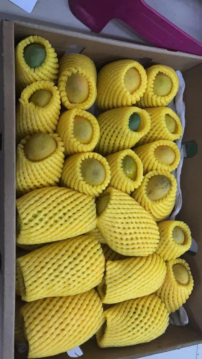 老树老品种芒果云南保山黄芒果酸甜可口