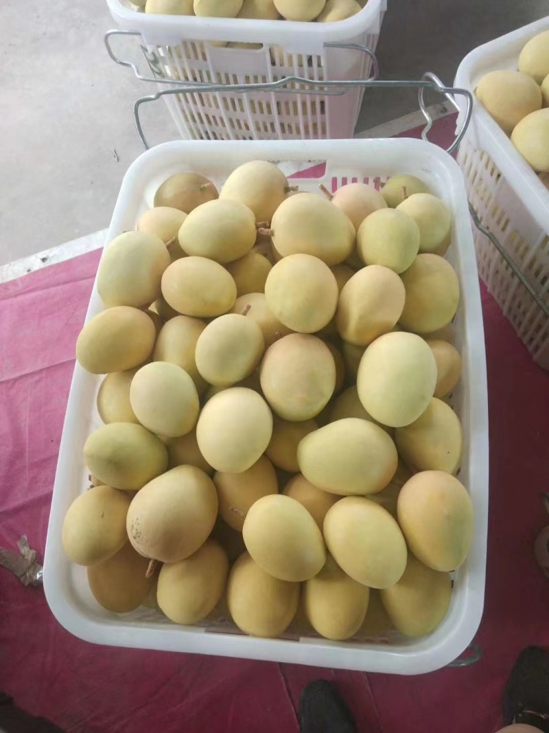 【澳芒】云南保山现摘现发精品果一级货皮薄肉厚质量保证