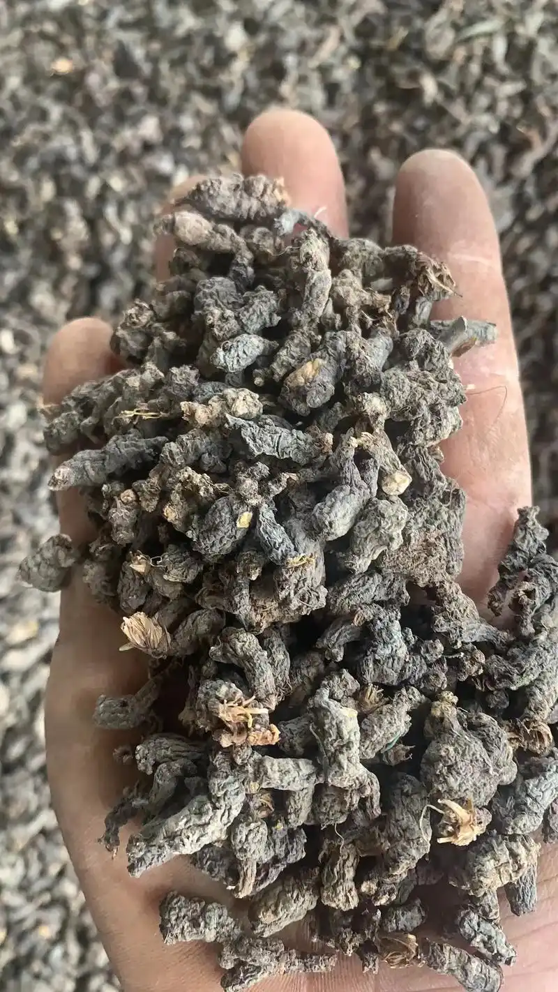 天葵子批发各种冷背