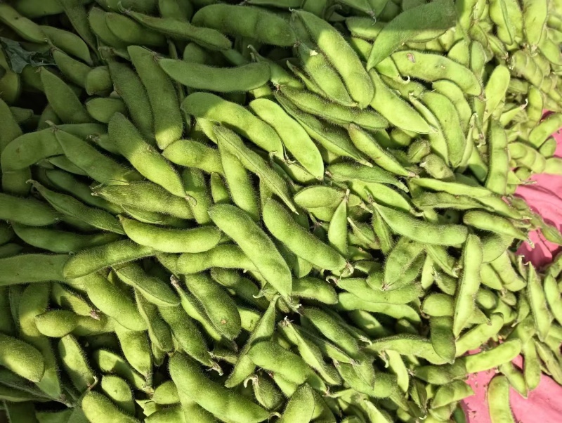 毛豆安徽精品毛豆产地直发品质保障对接全国市场等