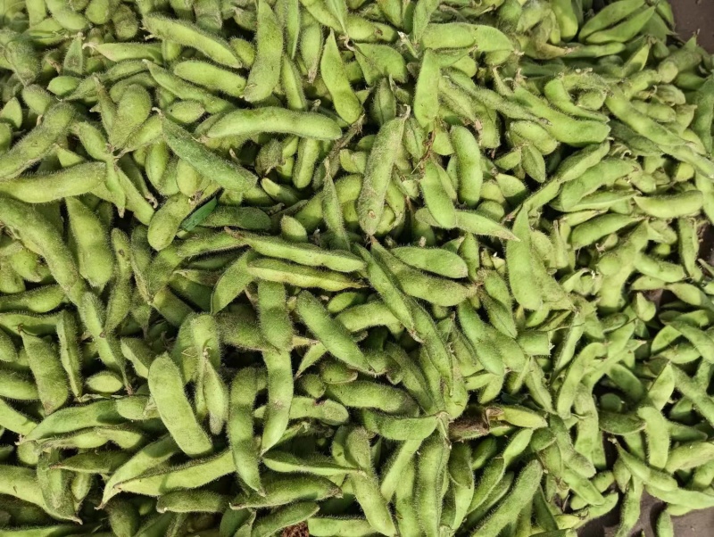 毛豆安徽精品毛豆产地直发品质保障对接全国市场等