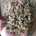 鬼箭羽冷背药材大全超细粉加工