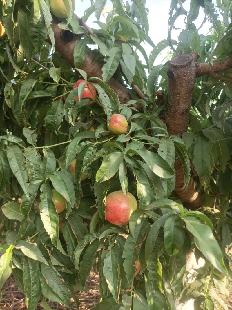 油桃大量上市产地现摘现发品质上乘自家种植欢迎来电