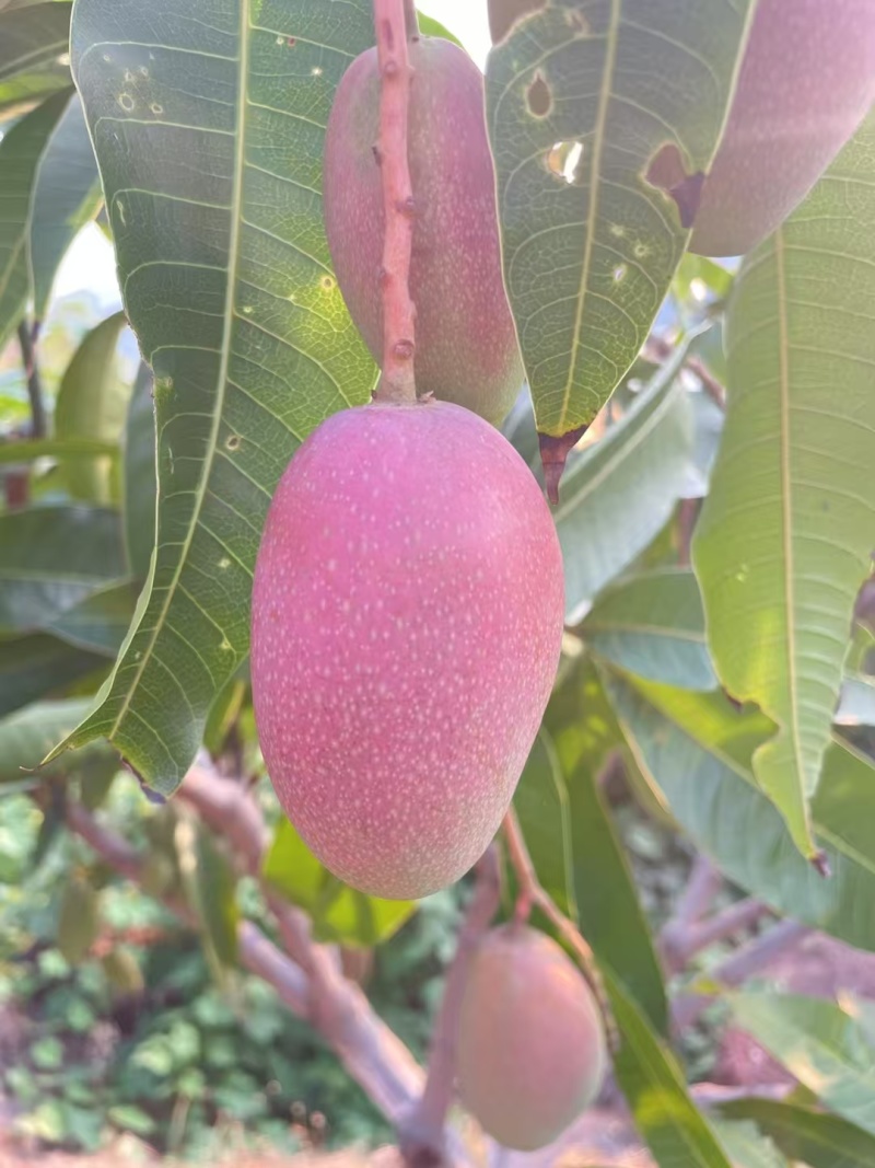 云南芒果/贵妃芒果对接全国发货产地大量上货