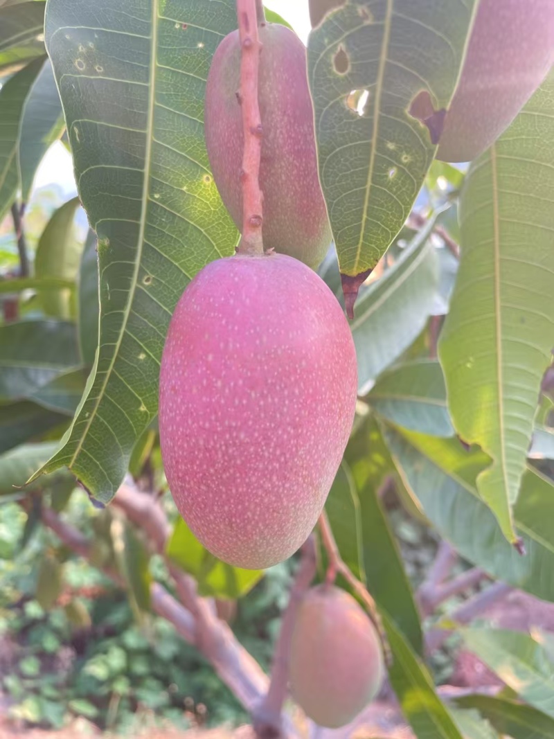 云南芒果/贵妃芒果对接全国发货产地大量上货