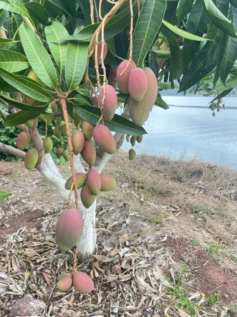 云南芒果/贵妃芒果对接全国发货产地大量上货