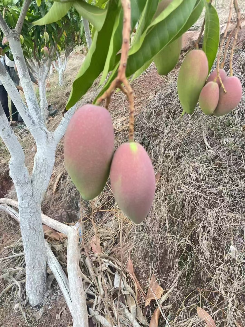 云南芒果/贵妃芒果对接全国发货产地大量上货