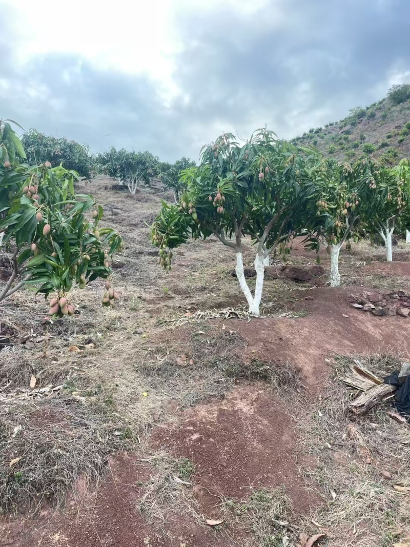 云南芒果/贵妃芒果对接全国发货产地大量上货