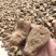 昭通小草坝16个天麻全国发货品质保障欢迎电话联系