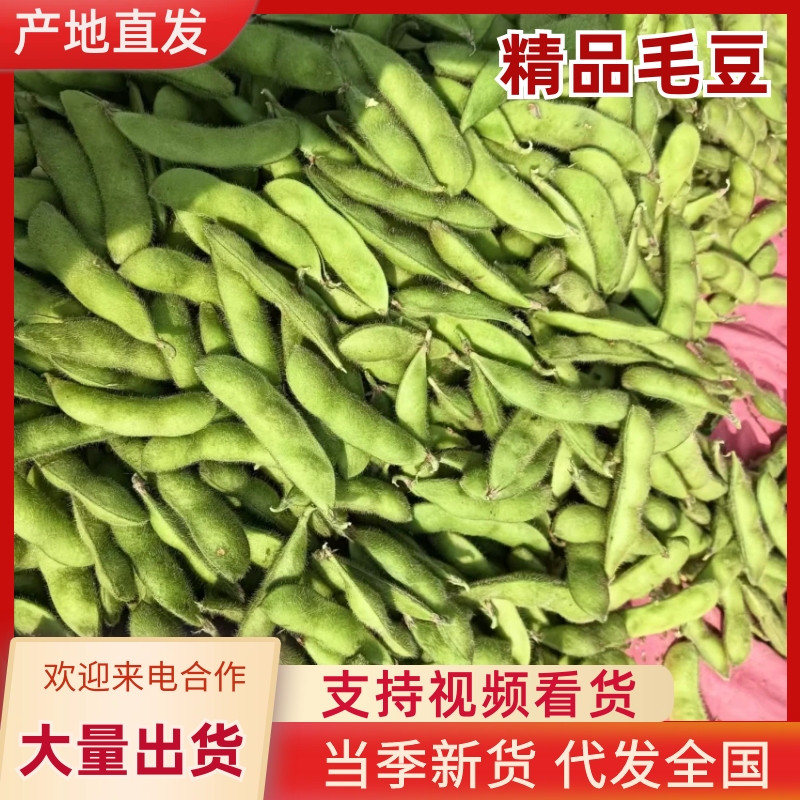 毛豆安徽精品毛豆产地直发品质保障对接全国市场等