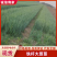铁杆大葱苗成活率高对接全国各地种植商欢迎来电洽谈
