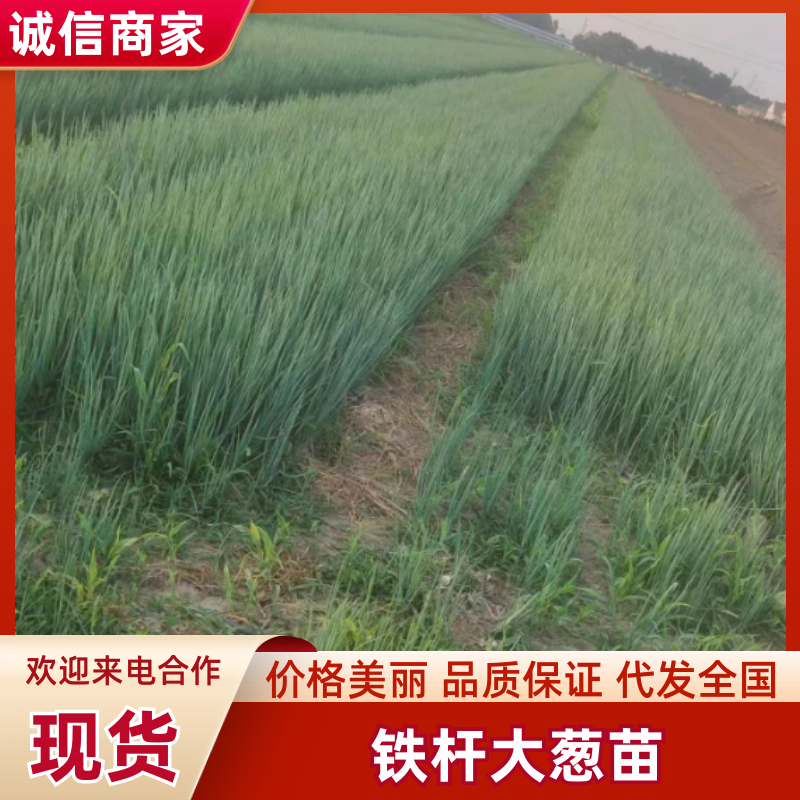 种苗，铁杆大葱苗，对接全国种植商，量大优惠，欢迎来电