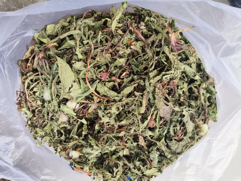 高山蒲公英自然生长，无污染，干净无质，自然凉晒。