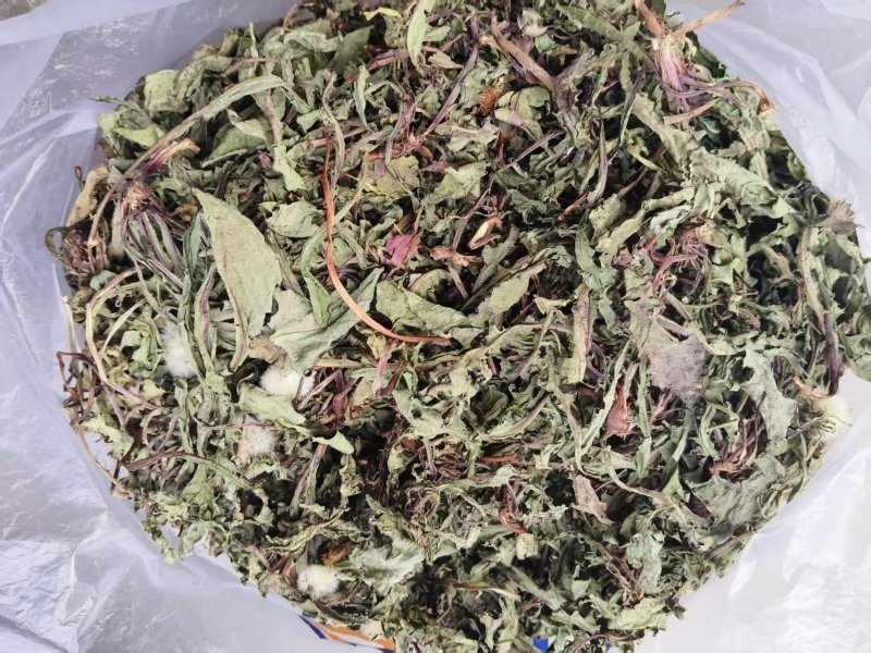 高山蒲公英自然生长，无污染，干净无质，自然凉晒。