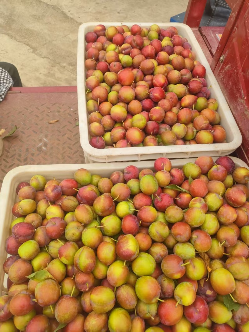 【大量上市】山东费县早富贵李子一手货源稳定供应市场批发