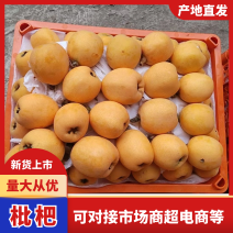 枇杷四川雅安枇杷产地直供品质保障对接电商超市团购