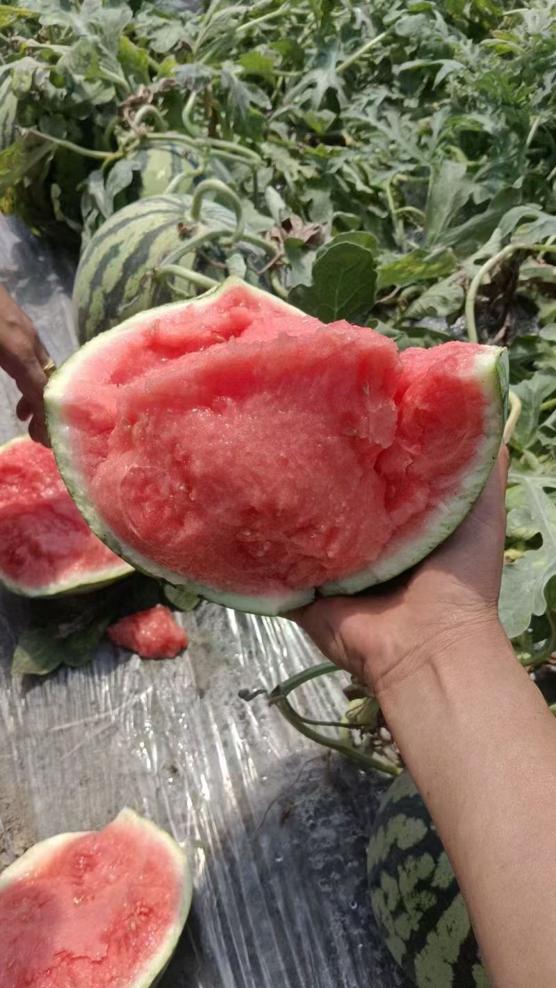 【美都西瓜】精品无籽麒麟西瓜产地直发货源充足保质保量