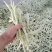 白不老豆角产地直发大量有货电商超市社区团购量大从优