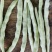 白不老豆角产地直发大量有货电商超市社区团购量大从优