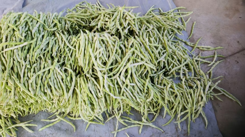 白不老豆角产地直发大量有货电商超市社区团购量大从优