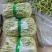 白不老豆角产地直发大量有货电商超市社区团购量大从优