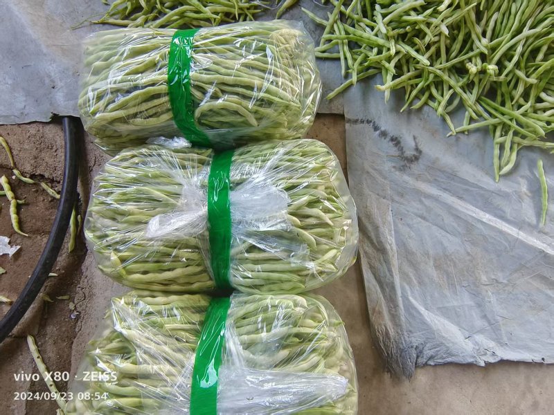 白不老豆角产地直发大量有货电商超市社区团购量大从优
