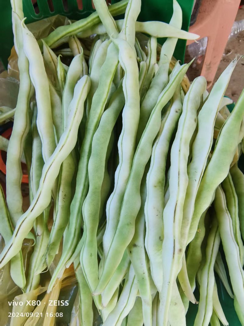 白不老豆角产地直发大量有货电商超市社区团购量大从优