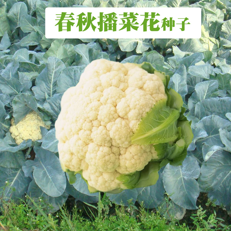 美妃花椰菜种子早中熟耐热耐湿一代杂交花菜种子