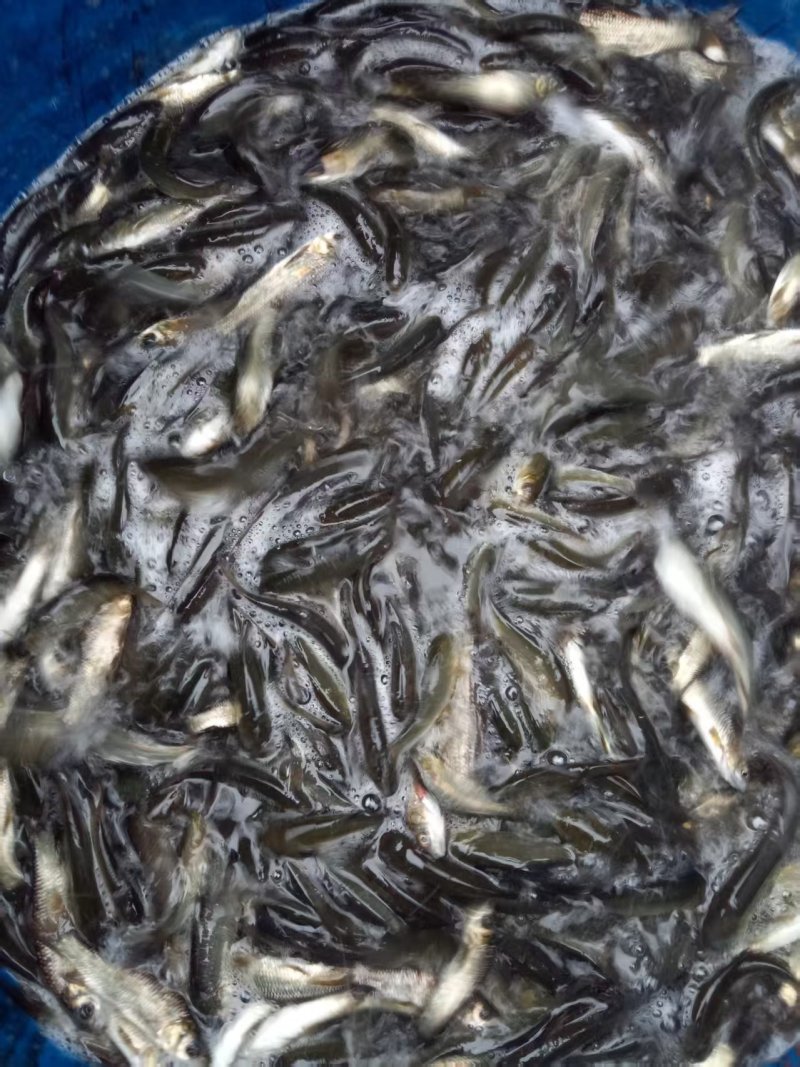 重庆草鱼苗大小规格都有长江广草都有按需分拣打包包成活