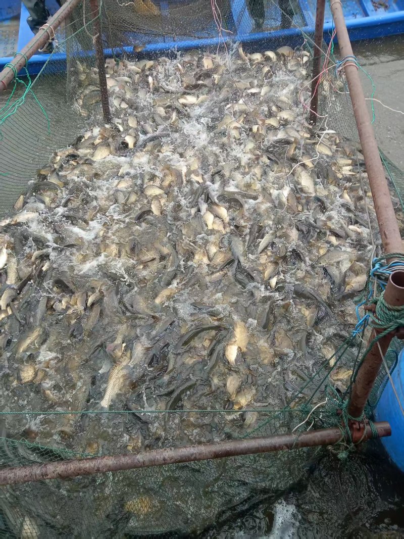 重庆草鱼苗大小规格都有长江广草都有按需分拣打包包成活
