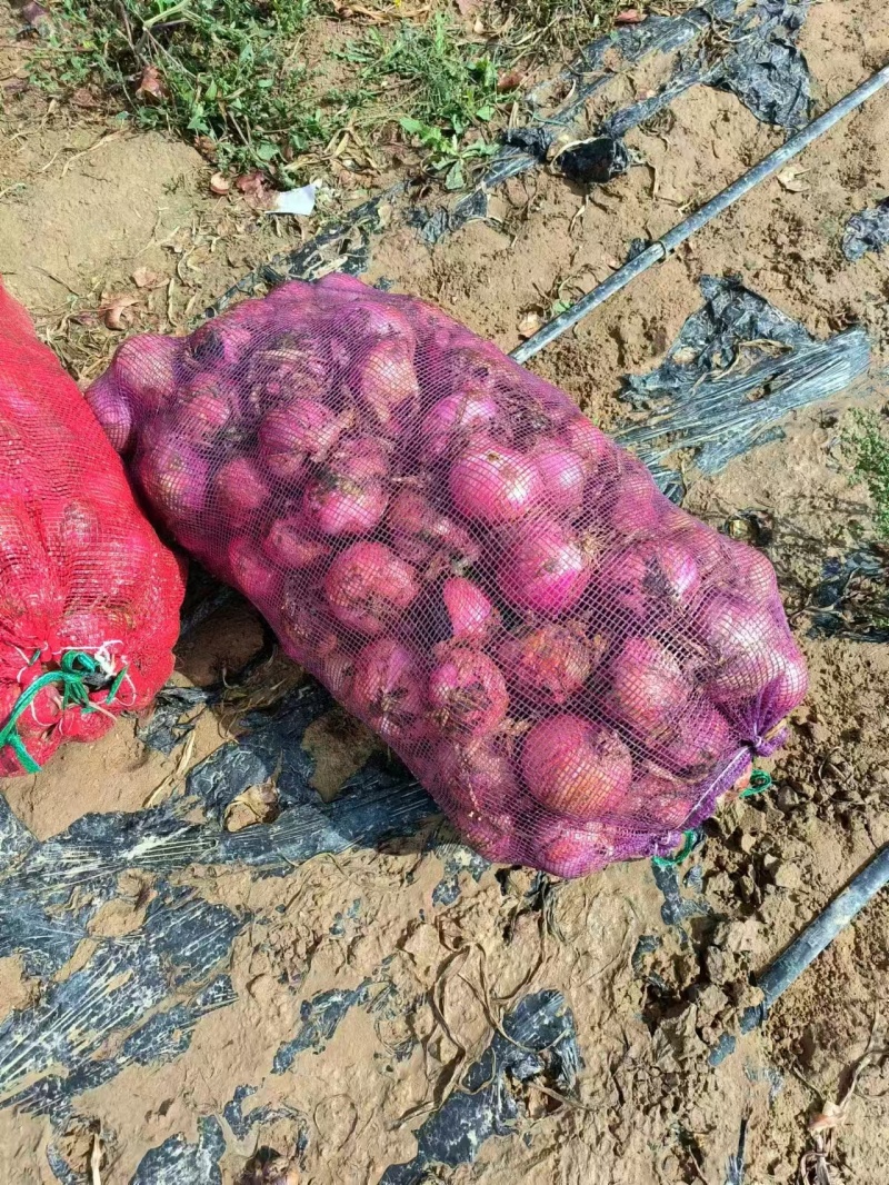 甘肃精品紫皮洋葱产地直发一手货源价格优惠欢迎致电