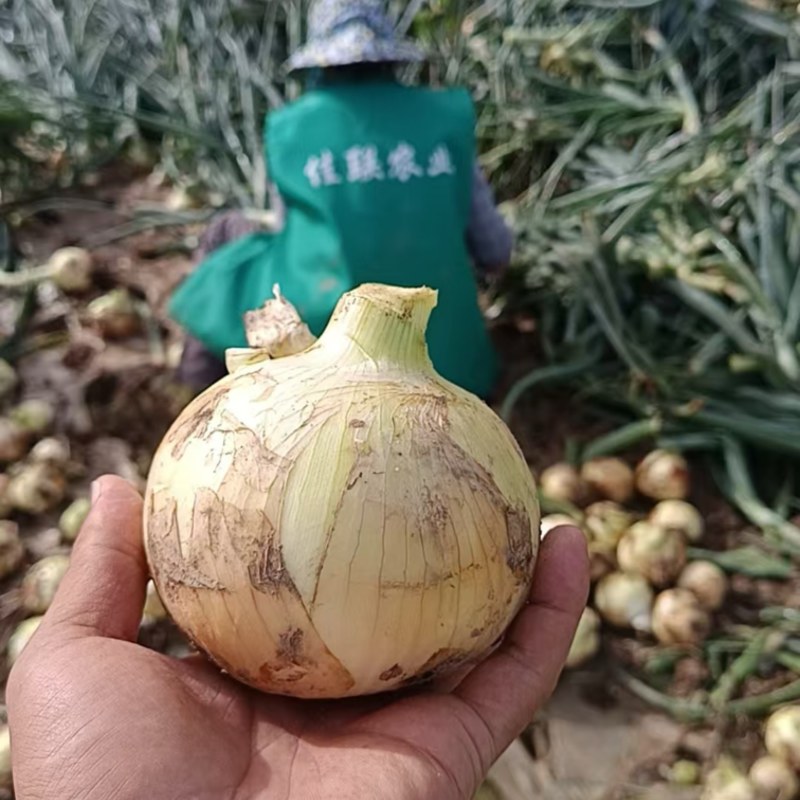 甘肃精品紫皮洋葱产地直发一手货源价格优惠欢迎致电
