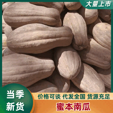金韩密本南瓜产地直销量大质优价格优惠欢迎各大老板采购