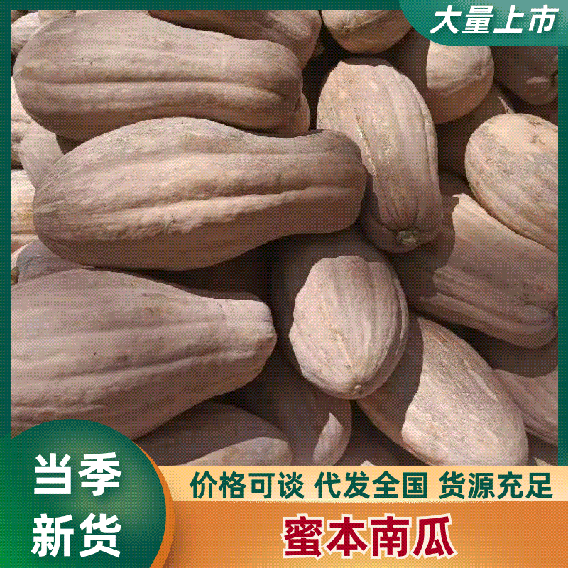 金韩密本南瓜产地直销量大质优价格优惠欢迎各大老板采购