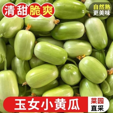 山东寿光金童玉女黄瓜批发，商超品质，电商一件代发