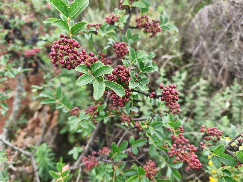 自产自销云南花椒规格齐全欢迎联系货量充足量大从优致电联系