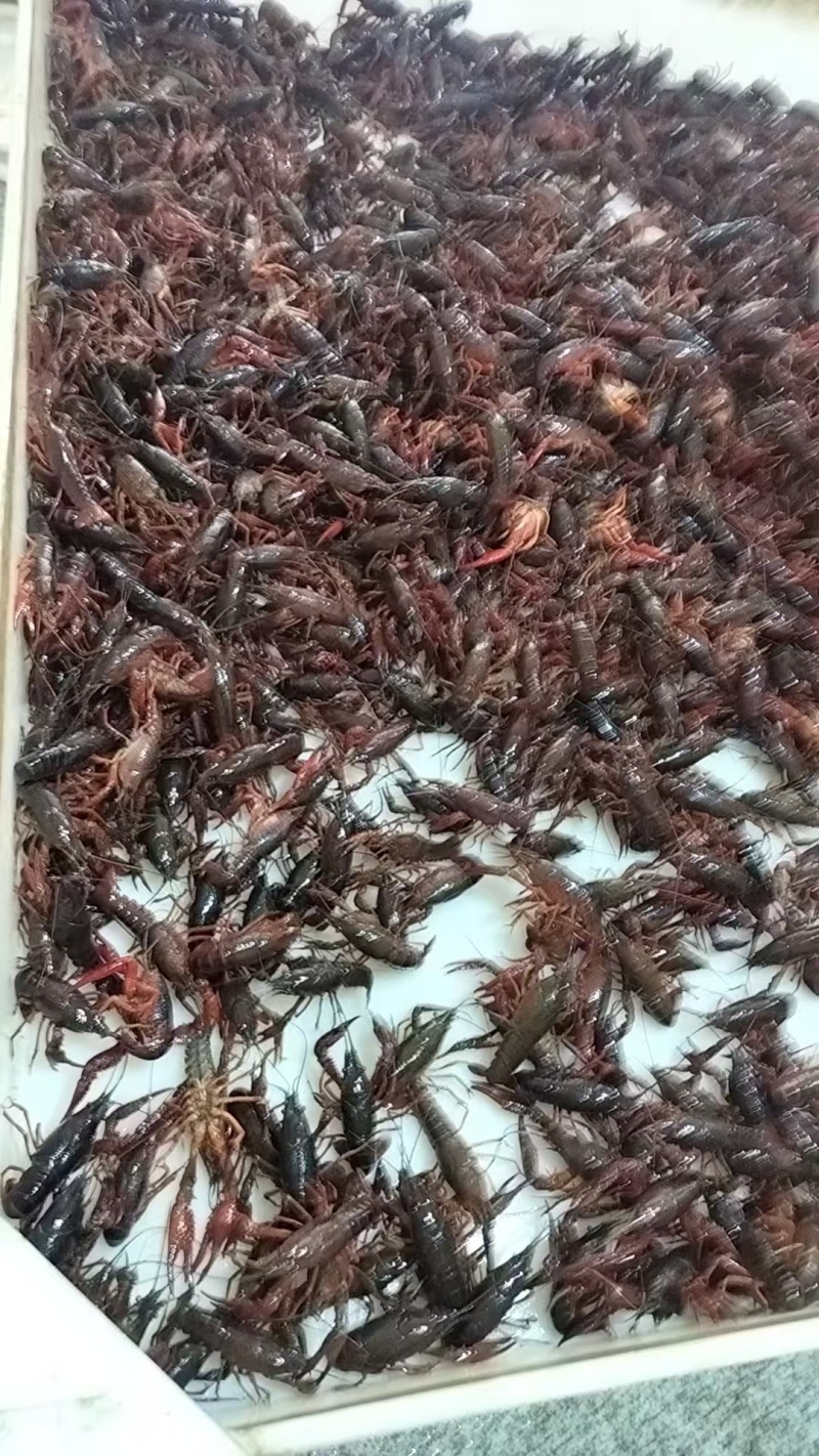 东北小龙虾常年长期供应保质保量可视频看货