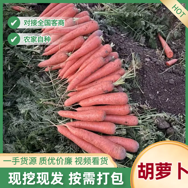 潍坊胡萝卜精品胡萝卜大量供应产地直发提供一条龙服务