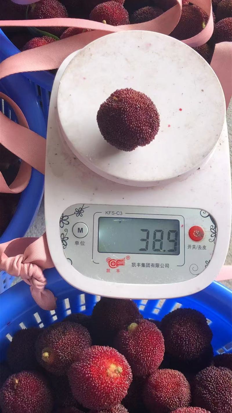 东魁杨梅基地直发对接电商市场商超一手货源可视频