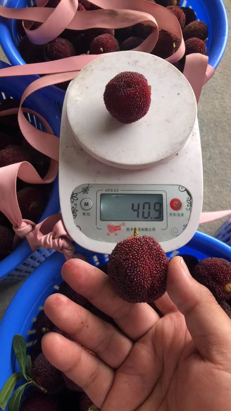 东魁杨梅基地直发对接电商市场商超一手货源可视频