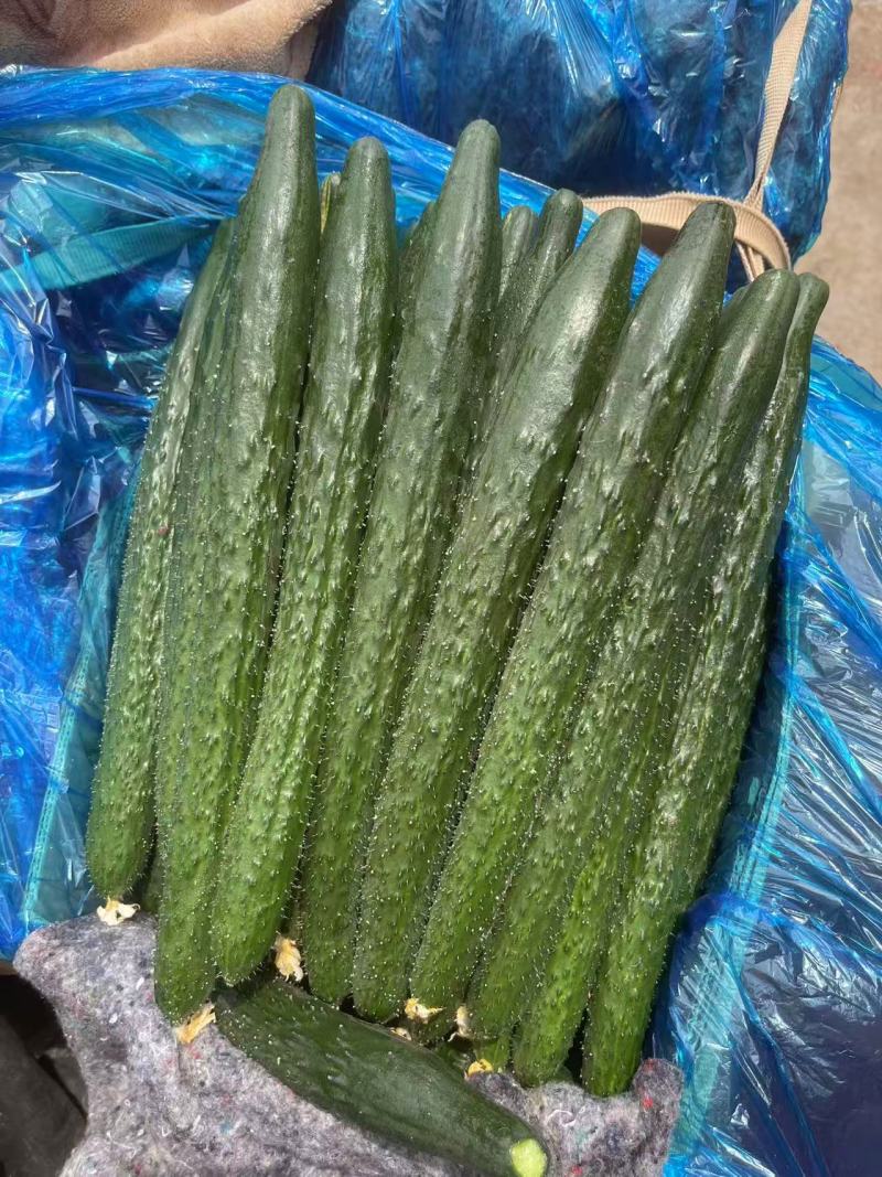 邯郸密刺黄瓜顶花带刺条形顺直颜色翠绿熟度刚好耐储存运输