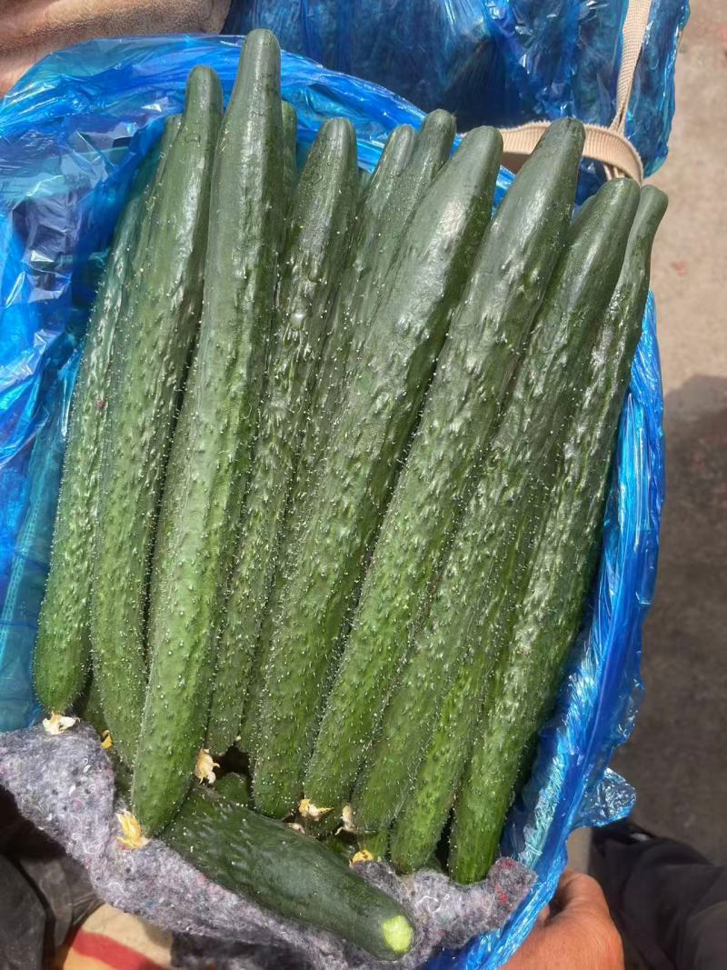 邯郸密刺黄瓜顶花带刺条形顺直颜色翠绿熟度刚好耐储存运输